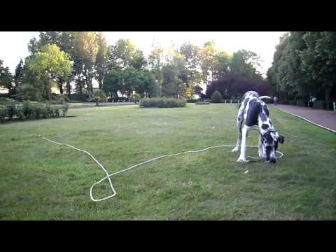 dogue allemand