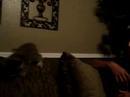 yo kitty kat 