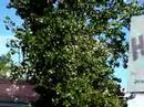 petrol fumes take 2