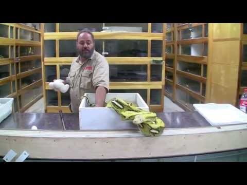 YouTube reptile video