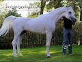 nice horses . arab horse .