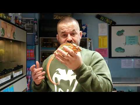 YouTube reptile video