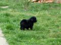 Boglyaszéli-H?séges Pulik Boglyaszéli-H?séges Pulik