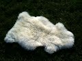 Sheeps (I)