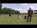 Arc :: Bernhard Flinks Schutzhund Seminar :: Protection Training