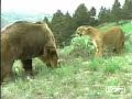 Oso VS Guepardo versi�n humor