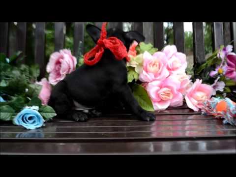 Pepper AKC Black French Bulldog Puppy, atat, Dd