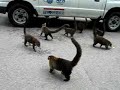 Des coatis sur la route
