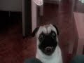 I run or I kill,mijm mopshond, Dogs Bloopers 2/2