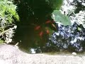 koi pond (362f94e93c36792671d7118b77becd46.3gp)