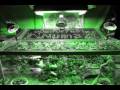 videos de Red Tail Boa Enclosure Escaping Snakes pacman frog 