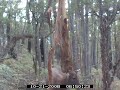 calf and hind