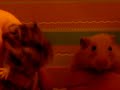 Squish introduces his sis, Blondie!! Squish introduces his sis, Blondie!!