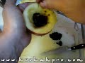 the video! This video is to show you how to setup an apple hookah head for smoking on top of your shisha. It is very detailed and takes almost 10 minutes to fully explain and show the proper technique. (please excuse my shaky hands at some points, I have uncontrollable shaky hands sometimes do to tremors) Can also be used for Shisha Tobacco Nargile Narghile hubble bubbly ghalyun Tobamel Ma'sal mu'essel Tumbâk Tumbak Jurâk Jurak ... Hookah Pro Apple Bowl Head Setup Guide Beginners New Shisha ...
