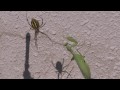 Praying Mantis versus Spider
