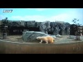 Zool�gico de Asahiyama no Jap�o, Zoo hi-tec !