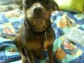 My sweet dogs