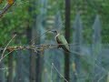 Immature Costa Hummingbird