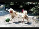Funny Video!
