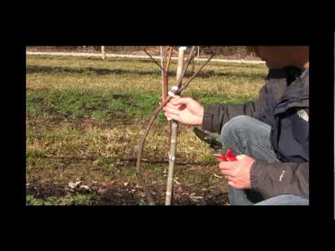 how to prune a vine
