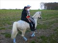 Pferde (gesammelte Bilder und Videos)