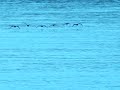 ancud chile chiloe   alfredo becerra 