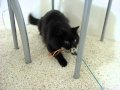 しゃべるねこ、しおちゃんの「ハァハァ」Theo's cat fishing