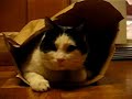 Cat in a Bag