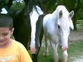 horses at the farm followed Shane like a puppy