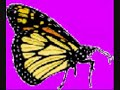 DDR Butterfly DDR Butterfly