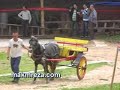 Trka na magarinja vo Bitola