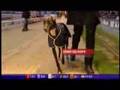 Ningbo-Jack-At-Stud-