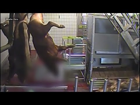 Tierschutz: Forderung nach verpflichtender Videoüberw ...