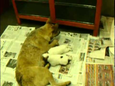 Australian Cattle Dog