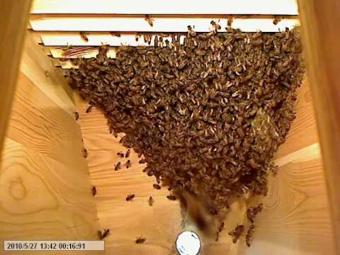 how to locate beehive cluster