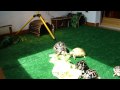 Espero que les guste este video el adjetivo es hacer que las tortugas se sientan cómodas un saludo a todos.