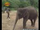 elefante deportista