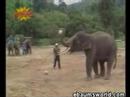 elefante deportista