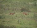 Roe Deer courtship
