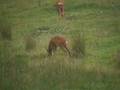 Roe Deer courtship
