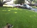 Dog jumps for grass
