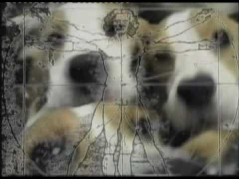 Vedi il video