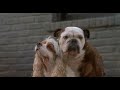 Bull-dog  y  cocker