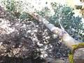Tree-Falls-in-Neighb