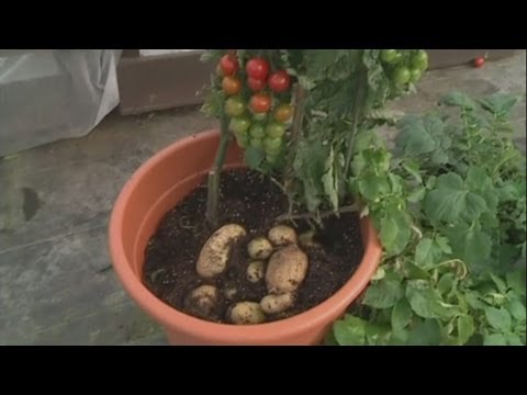 how to grow ugly tomatoes