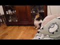 Itzy howl at xfactor.MOV