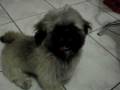 videos de Tchuco Maluko em ação!