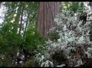 Albino Redwoods in Humboldt County