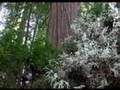 Albino Redwoods in Humboldt County