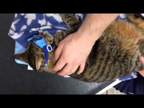 how to treat eosinophilic granuloma in cats